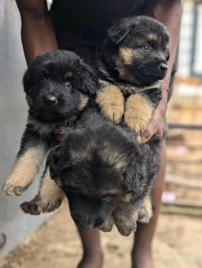German Shepherd Puppies for Sale (2 Months Old)