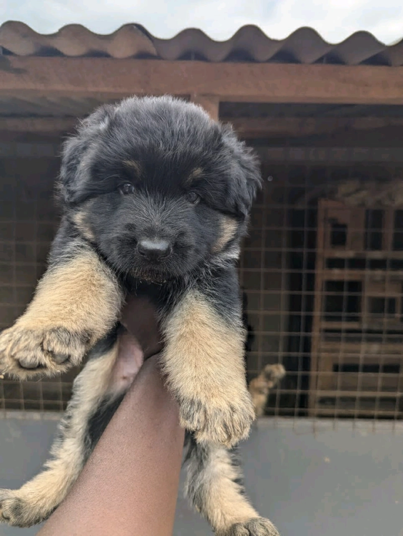 German Shepherd Puppies for Sale (2 Months Old) thumbnail 2