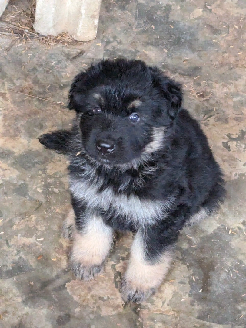 German Shepherd Puppies for Sale (2 Months Old) thumbnail 3