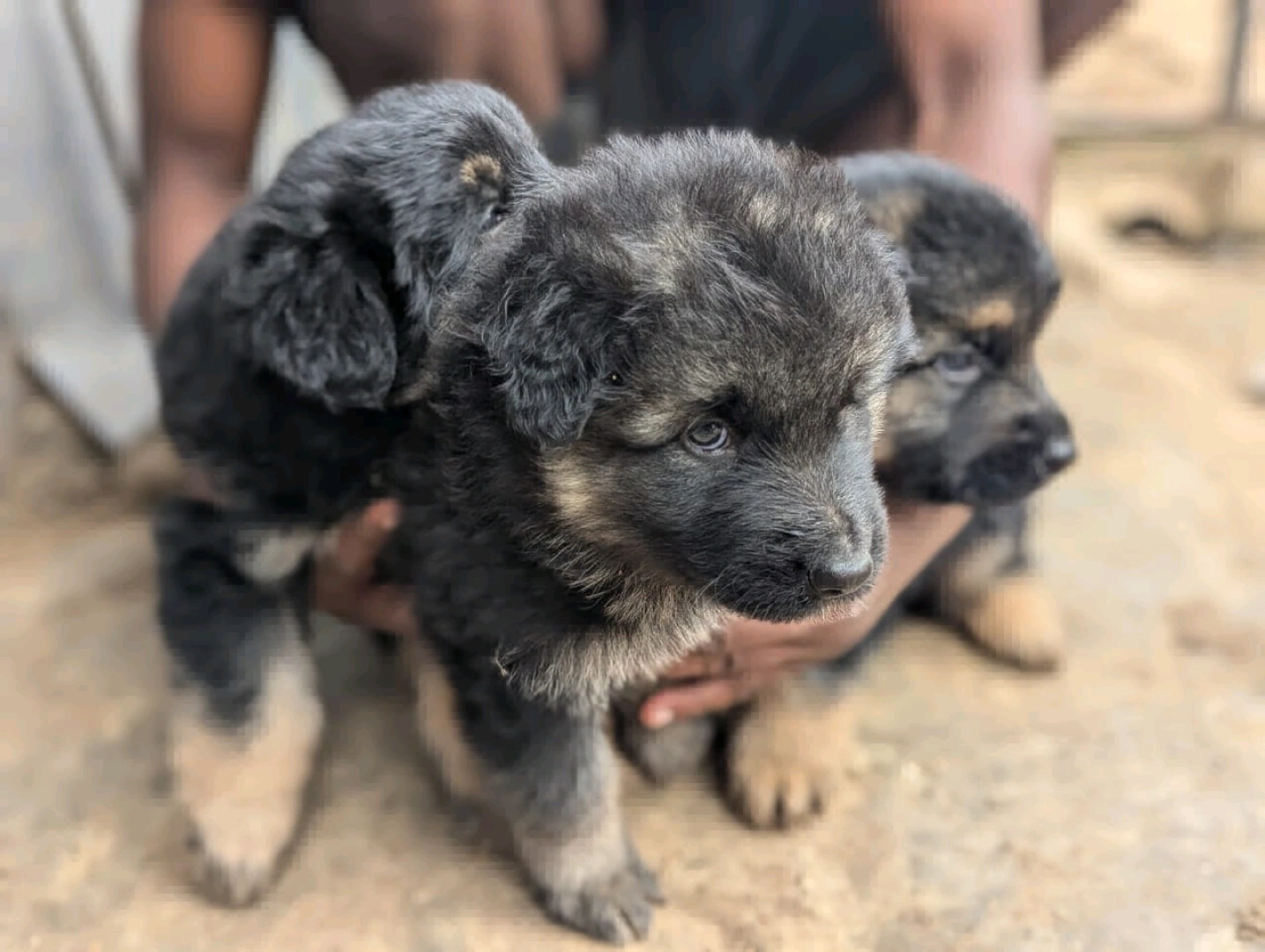 German Shepherd Puppies for Sale (2 Months Old) thumbnail 4