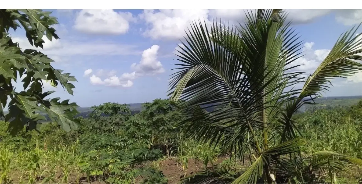 Shamba la Eka 41 Mkuranga, Kimbwanindi