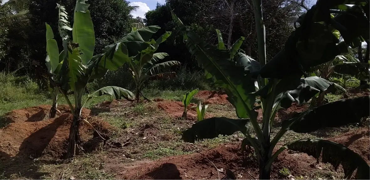 Shamba la Eka 41 Mkuranga, Kimbwanindi thumbnail 2