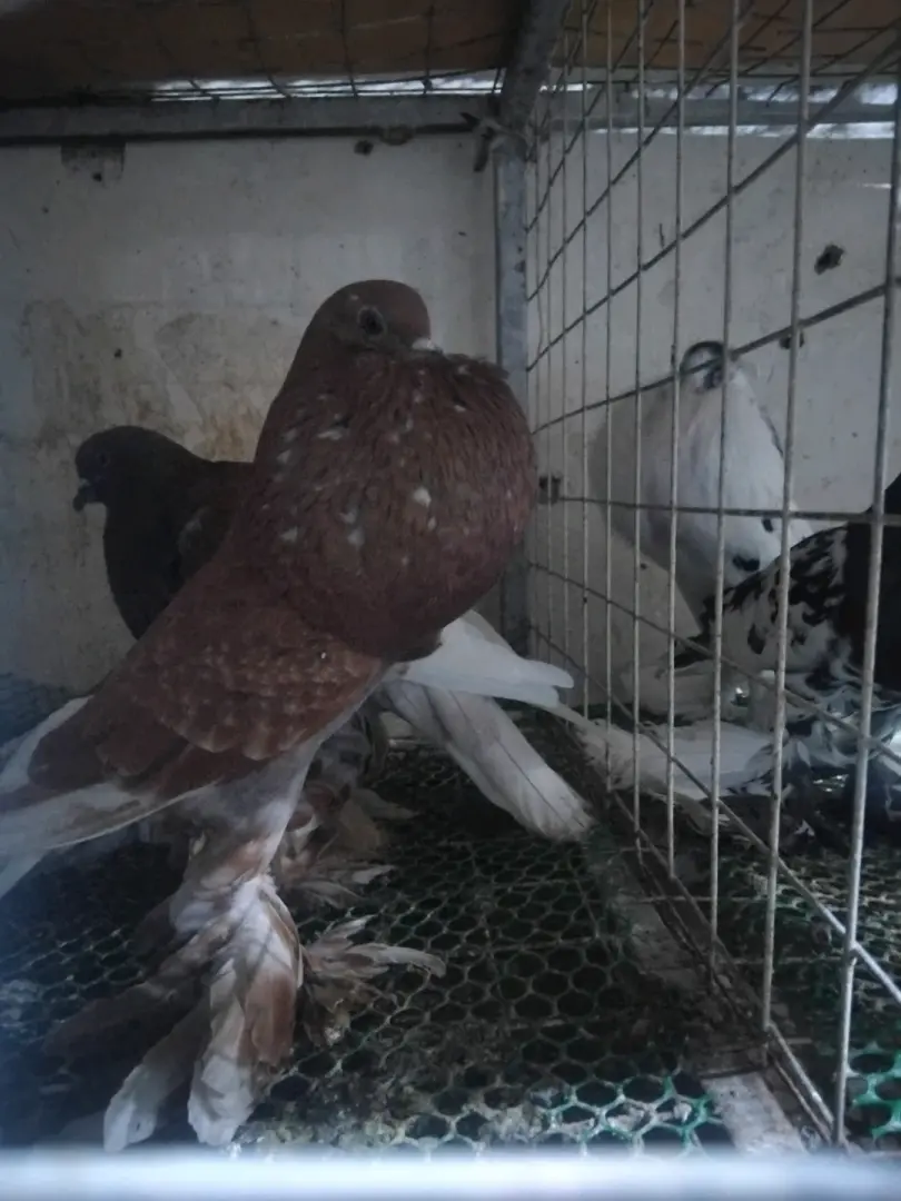 Pair of Pigeons (Male and Female)