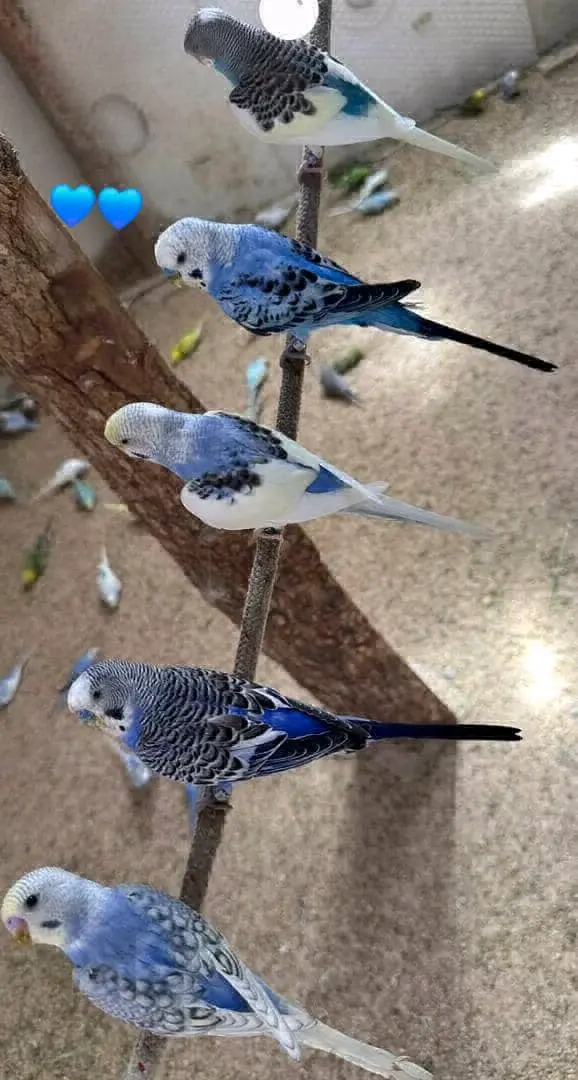 Budgerigars (Parakeets) for Sale - All Colors