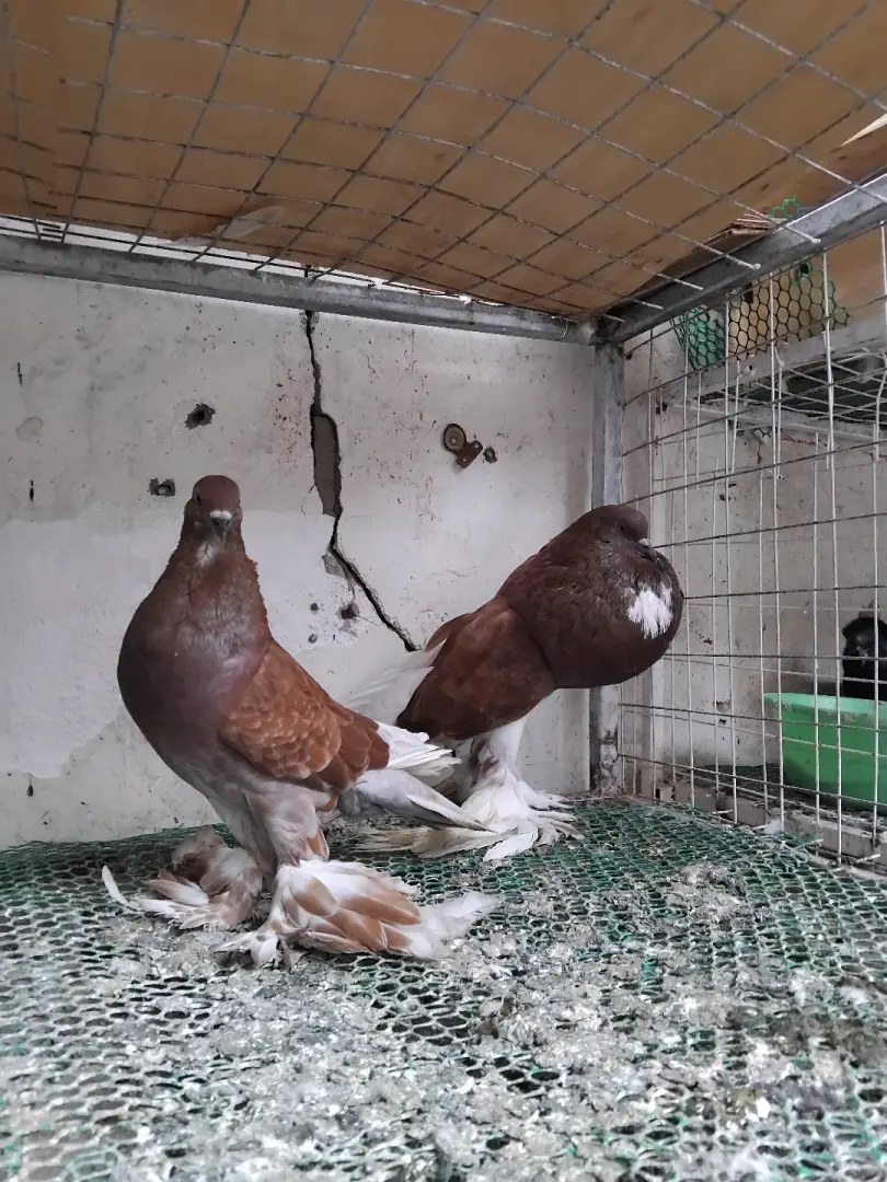 Dove Pair (Jike na Dume) for Sale