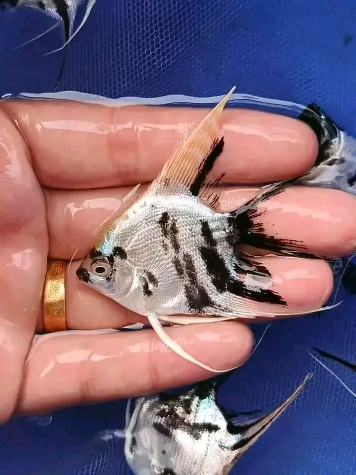 Pair of Angelfish (4 inch)