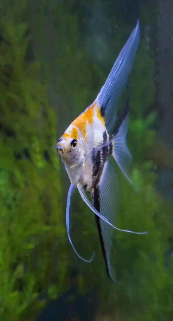 Pair of Angelfish (4 inch) thumbnail 3