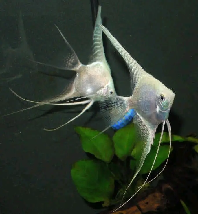 Pair of Angelfish (4 inch) thumbnail 4