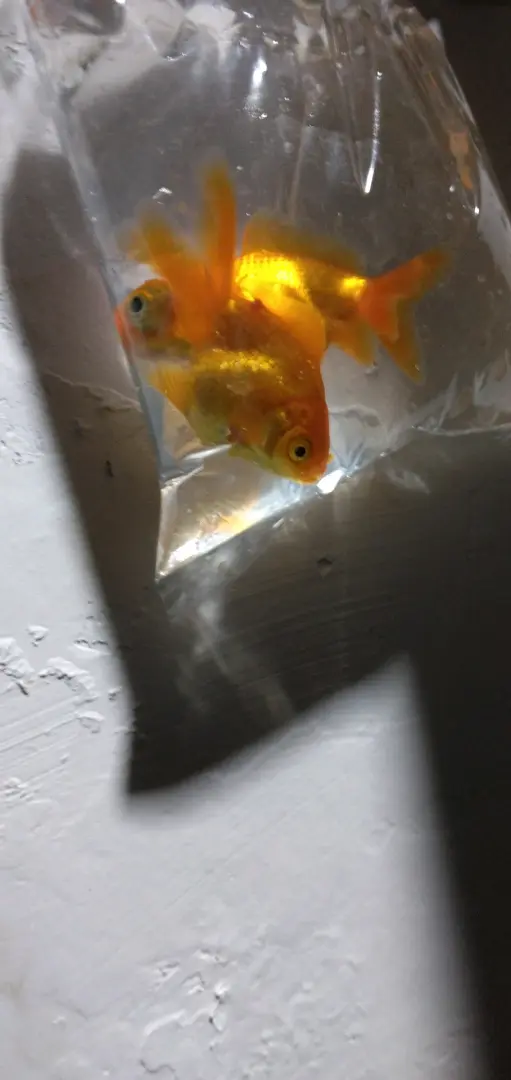 Pair of Goldfish