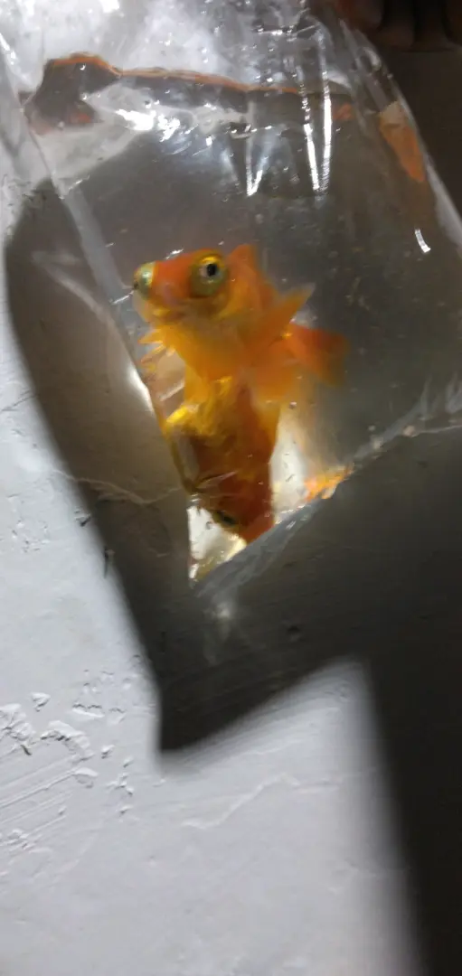 Pair of Goldfish thumbnail 2