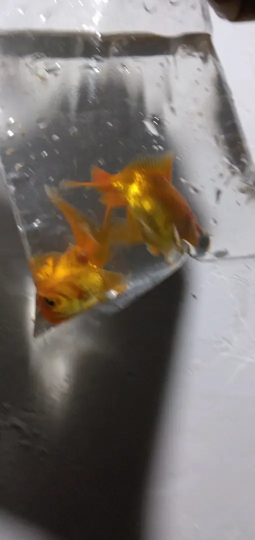 Pair of Goldfish thumbnail 3