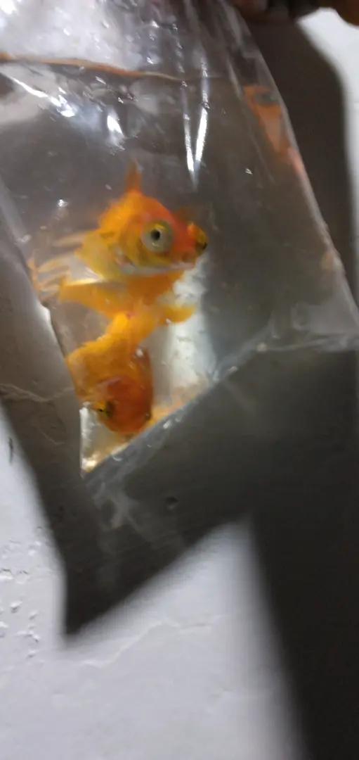 Pair of Goldfish thumbnail 4