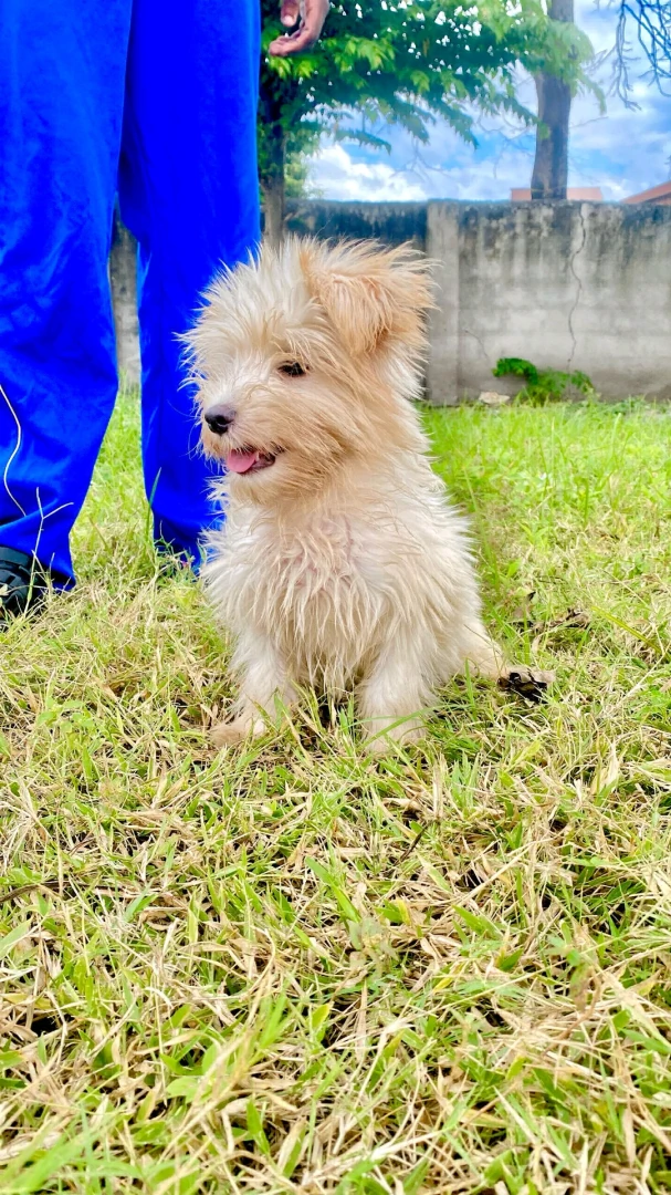 Purebred Male Maltese Puppy for Sale - Mbezi Beach