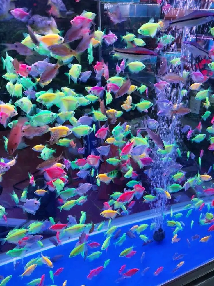 Glow Tetra Fish for Sale