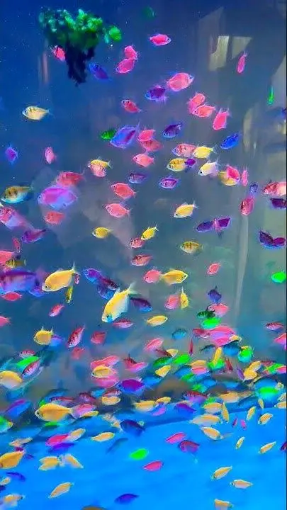 Glow Tetra Fish for Sale thumbnail 2
