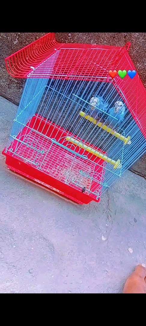 Budgies (Parakeets) with Cage - Various Colors