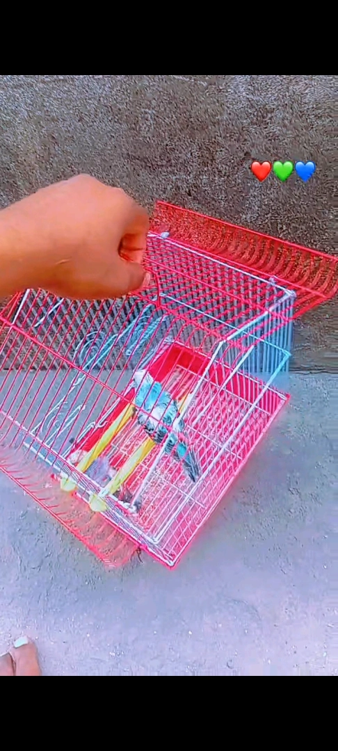 Budgies (Parakeets) with Cage - Various Colors thumbnail 2