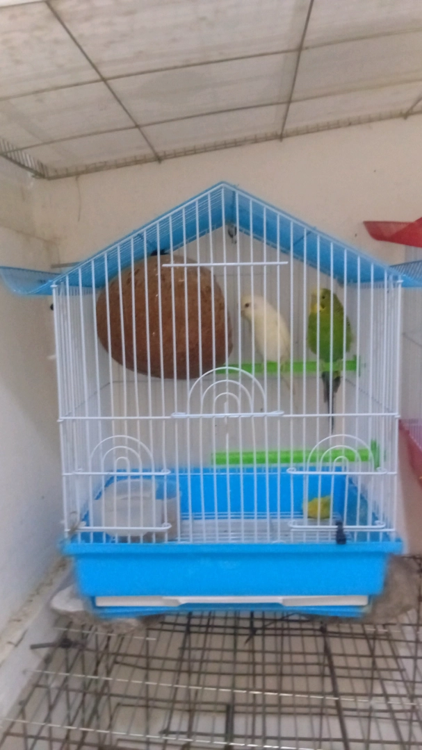 Budgies (Parakeets) with Cage - Various Colors thumbnail 3