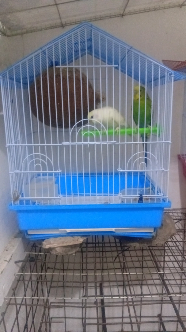 Budgies (Parakeets) with Cage - Various Colors thumbnail 4