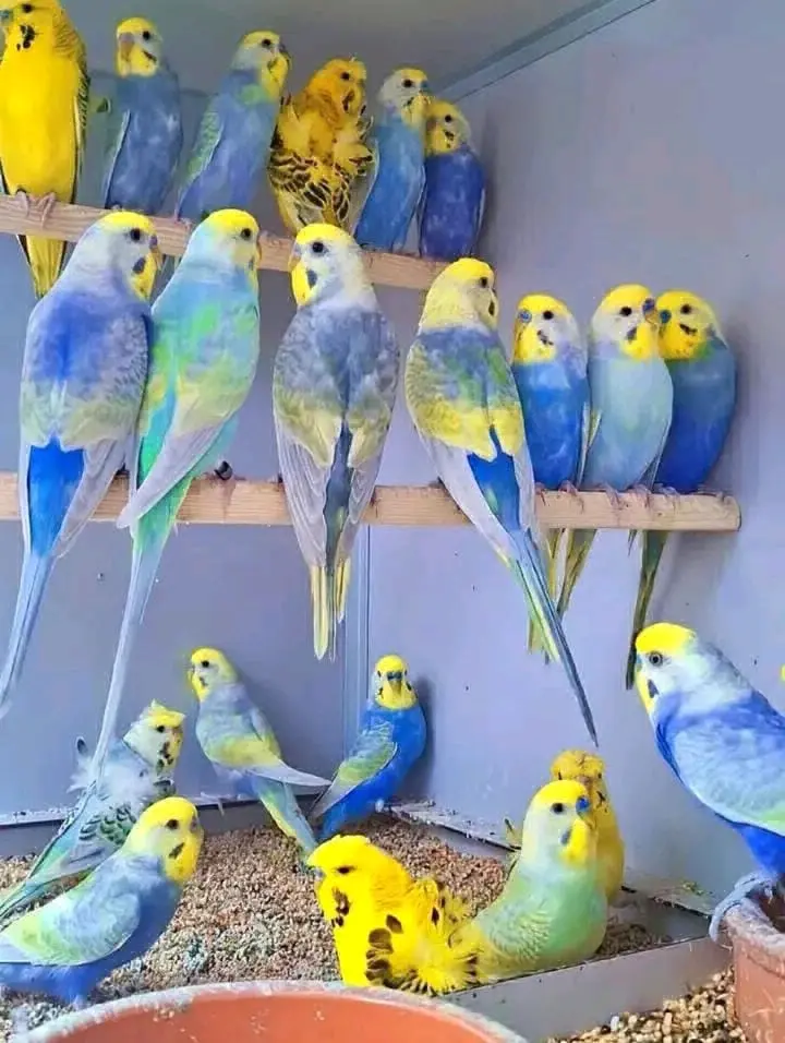 Colorful Budgies (Parakeets) Available