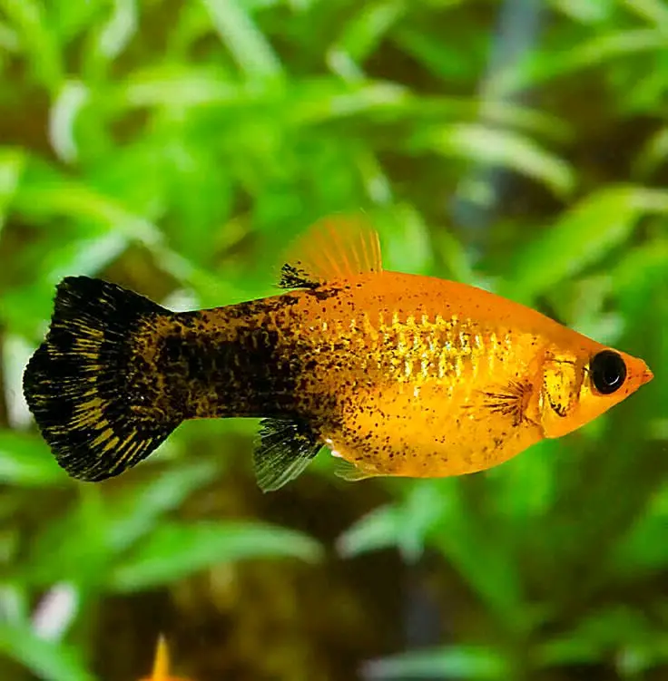Gold Dust Molly Fish Pair