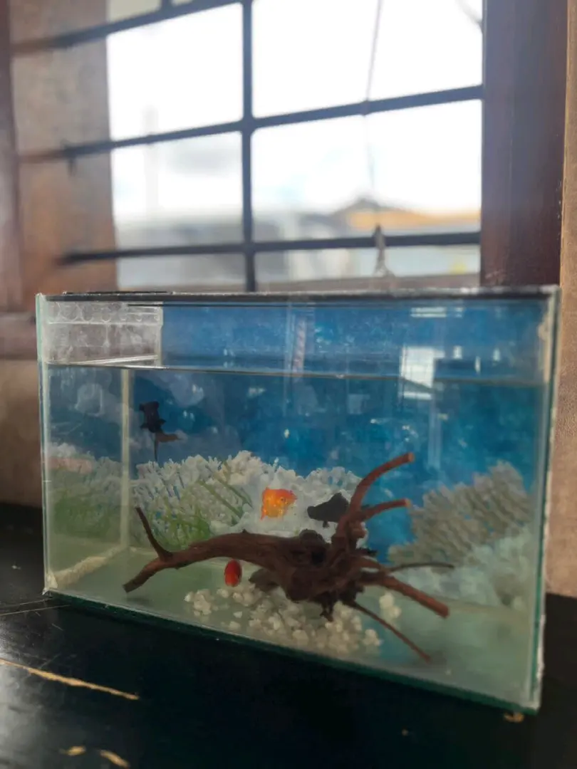 Aquarium Setup Kamili (Lita 12) na Samaki 6