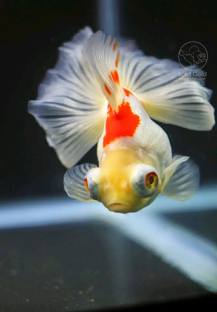 Aquarium Setup Kamili (Lita 12) na Samaki 6 thumbnail 4