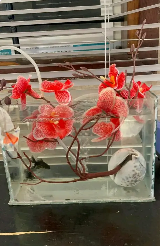 Small Aquarium Setup with Fish and Decorations