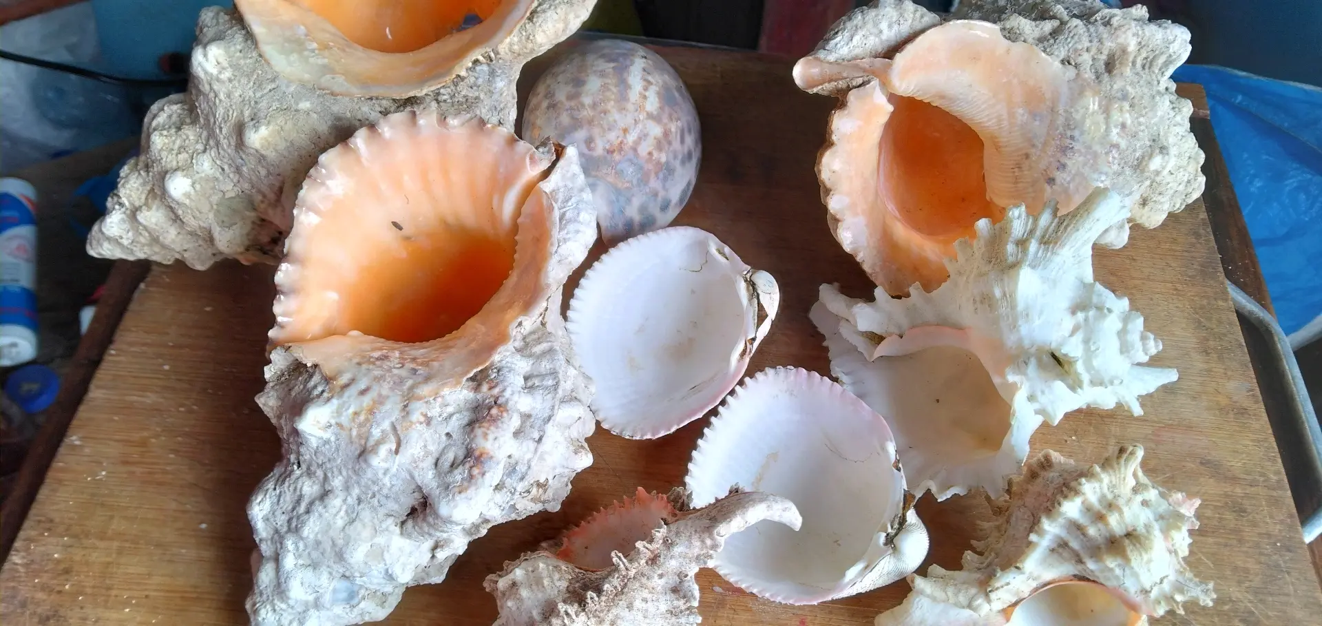 Corals and Seashells for Decoration