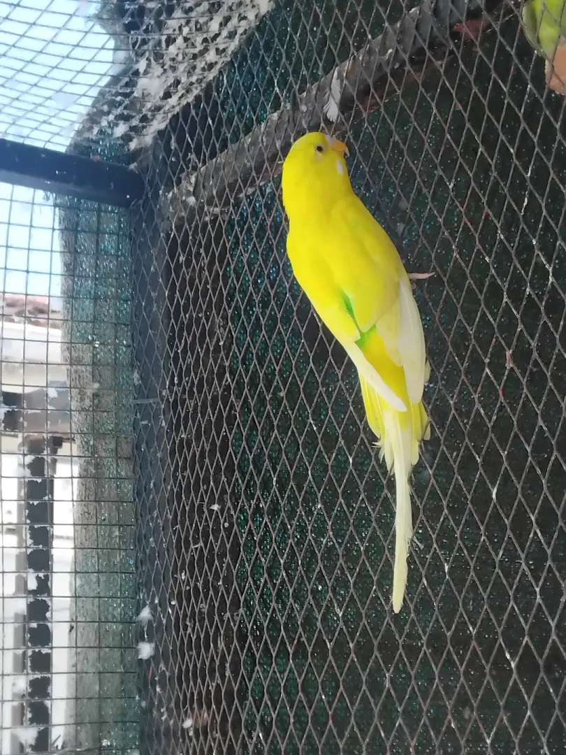 Budgies Pair (Male & Female) for Sale