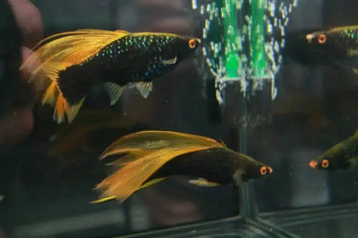 Black Swordtail Fish for Sale