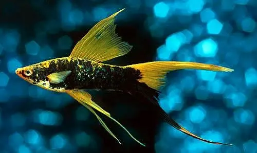 Black Swordtail Fish for Sale thumbnail 2