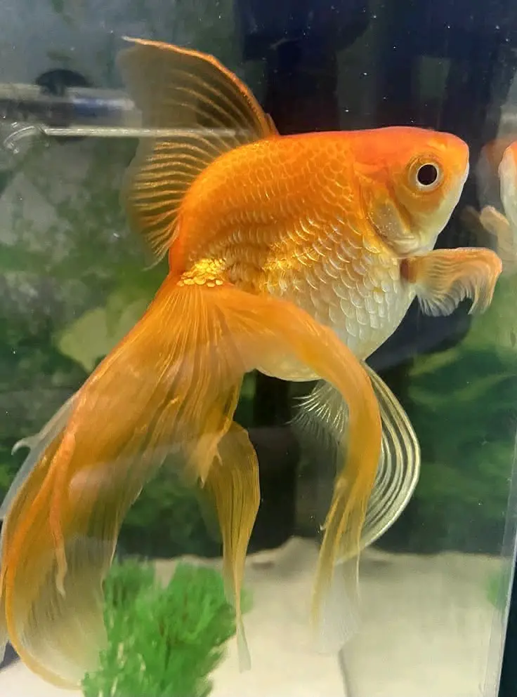 Golden Oranda Goldfish Pair