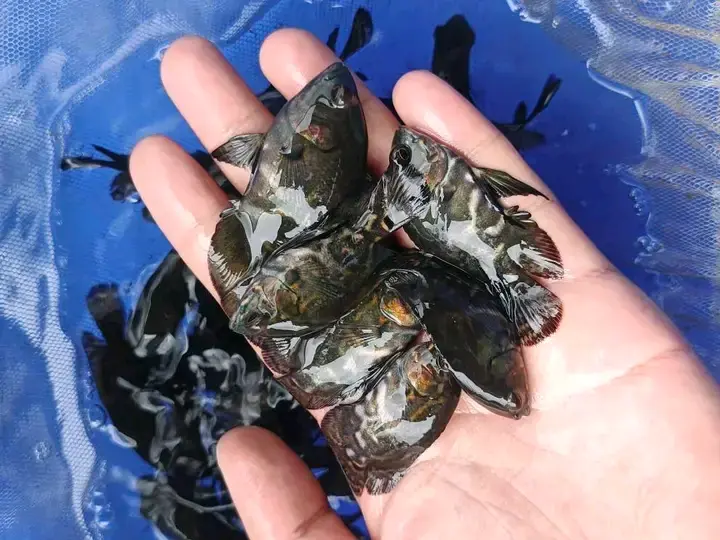 Samaki Wadogo wa Rangi Nyeusi kwa Ajili ya Aquarium