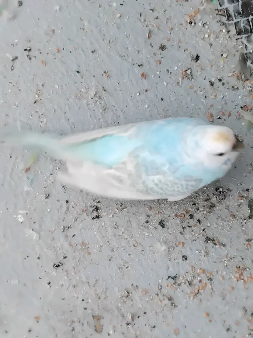 Budgies Pair (Jike na Dume) for Sale