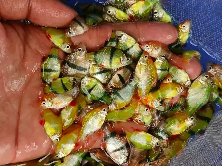 Tiger Barb Fish for Sale (Wholesale/Retail)