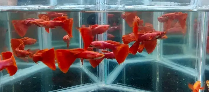 Red Guppy Fish for Sale
