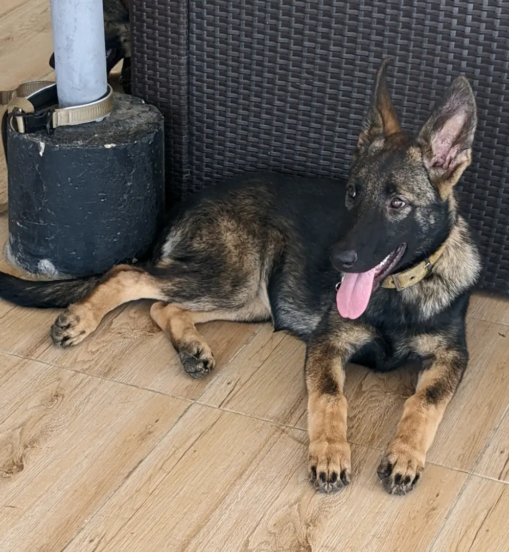 German Shepherd Puppy for Sale (4 Months Old)
