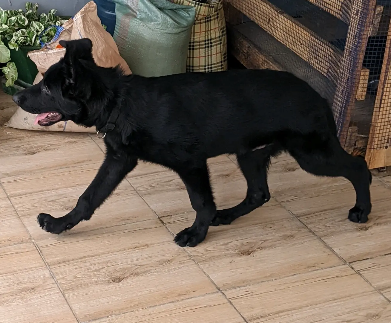 German Shepherd Puppy for Sale (4 Months Old) thumbnail 2
