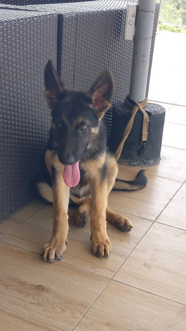 German Shepherd Puppy for Sale (4 Months Old) thumbnail 3
