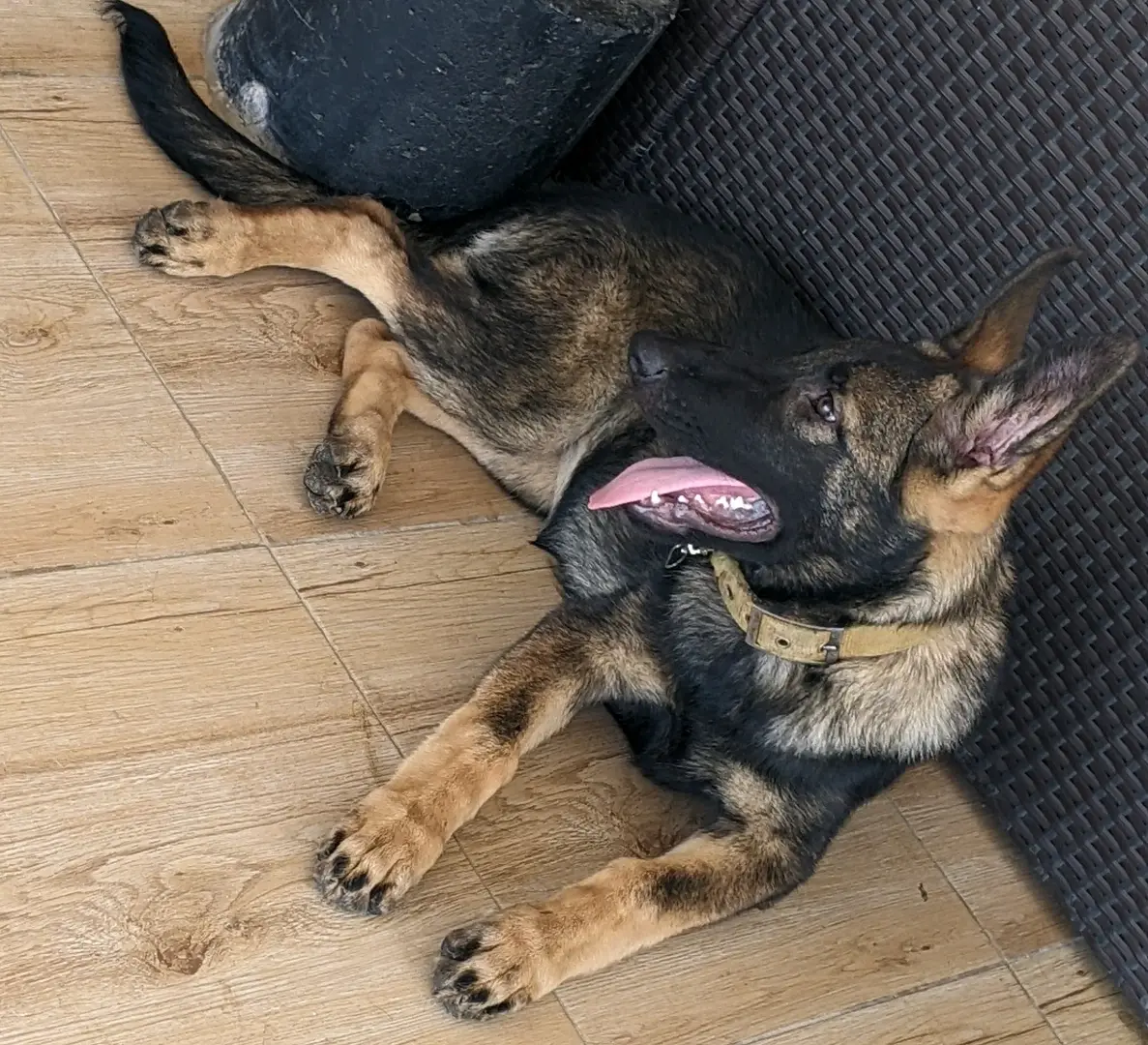 German Shepherd Puppy for Sale (4 Months Old) thumbnail 4