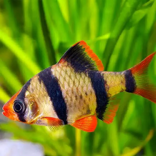 Tiger Barb Fish for Sale/Trade