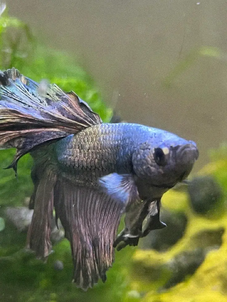 Betta Fish for Sale/Trade