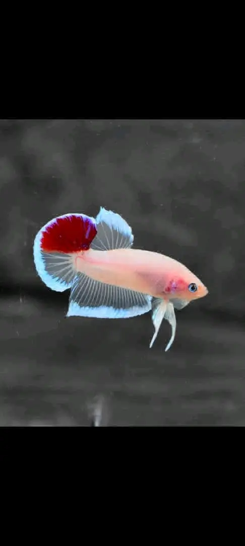 Betta Fish for Sale/Trade thumbnail 2