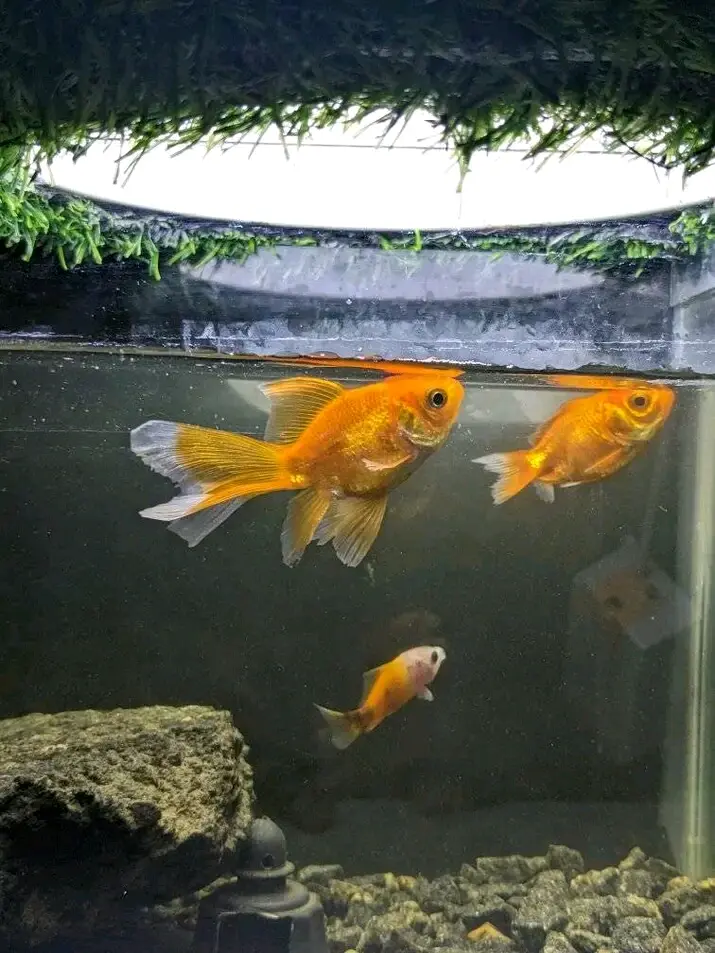 Samaki wa Mapambo (Ornamental Fish)
