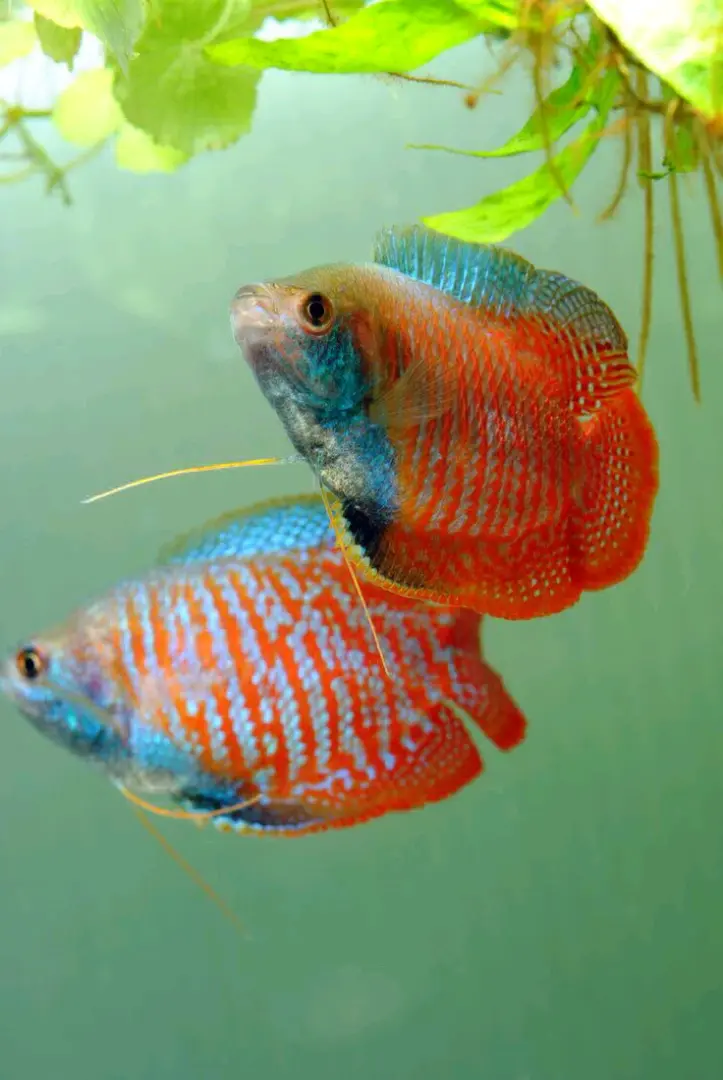 Samaki wa Mapambo (Ornamental Fish) thumbnail 2