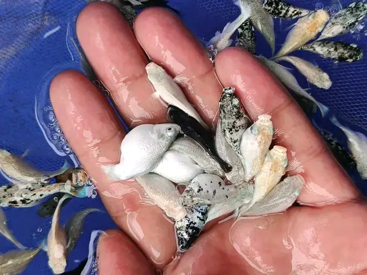 Samaki wa Mapambo (Ornamental Fish) thumbnail 4