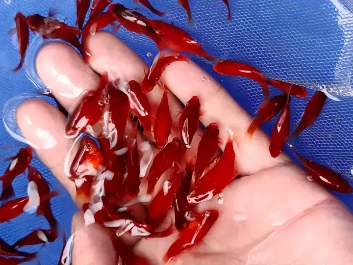 Samaki wa Mapambo (Ornamental Fish) thumbnail 5
