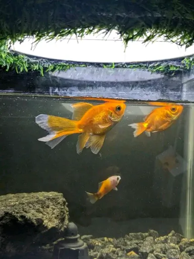 Samaki wa Mapambo (Ornamental Fish)