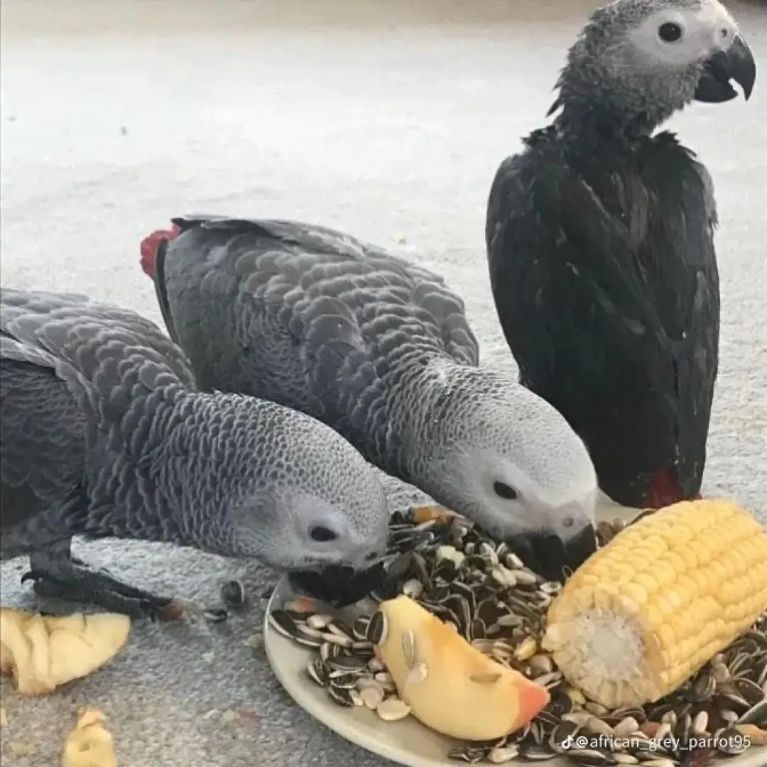 African Grey Parrots for Sale